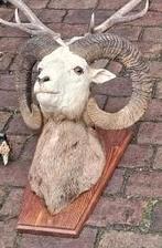 Opgezette stone sheep taxidermie opgezette dieren, Ophalen of Verzenden, Zo goed als nieuw, Vogel, Opgezet dier