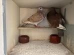 Jonge duiven, Dieren en Toebehoren, Vogels | Overige Vogels, Meerdere dieren