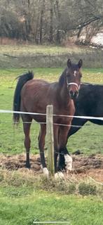 Geweldig lieve 1.5 jarige hengst, Dieren en Toebehoren, Paarden, Niet van toepassing, Dressuurpaard, 0 tot 2 jaar, Hengst
