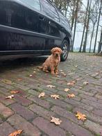 Labrador red fox pup te koop, Dieren en Toebehoren, Honden | Retrievers, Spaniëls en Waterhonden, Reu, 8 tot 15 weken, Labrador retriever