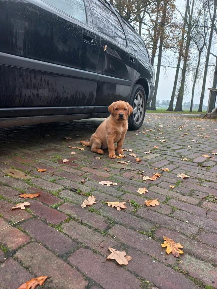 Labrador red fox pup te koop, Dieren en Toebehoren, Honden | Retrievers, Spaniëls en Waterhonden, Reu, Labrador retriever, Particulier