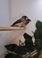 Japanse meeuwen, Dieren en Toebehoren, Geslacht onbekend, Tropenvogel