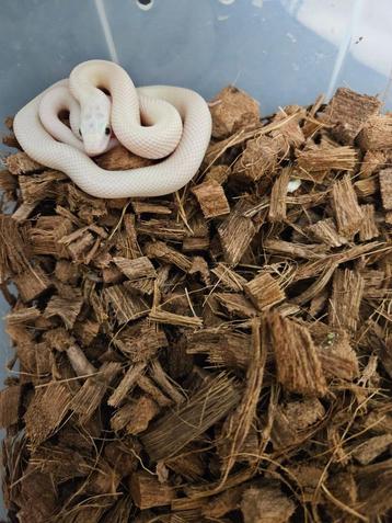 Pantherophis obsoleta lindheimeri Texaanse rattenslang beschikbaar voor biedingen