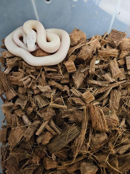 Pantherophis obsoleta lindheimeri Texaanse rattenslang, Dieren en Toebehoren, Reptielen en Amfibieën, Slang, 0 tot 2 jaar