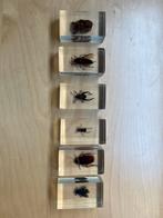 Insecten in epoksi, Overige soorten