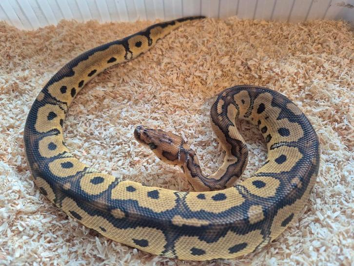 Python regius 1.0 redstripe yb clown