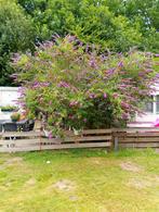 Gratis vlinderstruik, Tuin en Terras, Ophalen, Zomer, Overige soorten, Volle zon