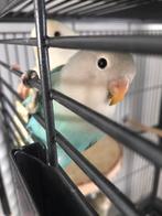 Agapornis Dwergpapagaai te koop Man, Dieren en Toebehoren, Vogels | Parkieten en Papegaaien, Mannelijk, Dwergpapegaai of Agapornis