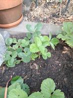Aardbeienplantjes, Ophalen, Zomer, Volle zon