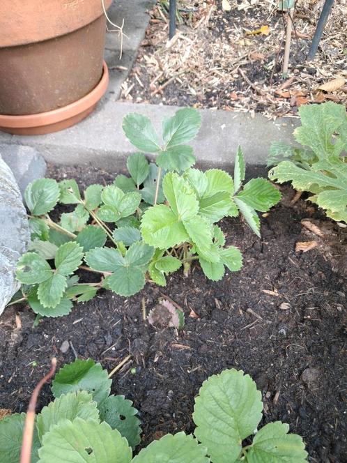 Aardbeienplantjes, Tuin en Terras, Planten | Tuinplanten, Volle zon, Zomer, Ophalen