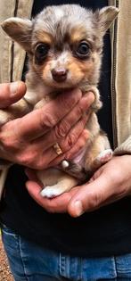 Chihuahua Puppy's / nog 1 beschikbaar /, Dieren en Toebehoren, Honden | Chihuahua's en Gezelschapshonden, 8 tot 15 weken, CDV (hondenziekte)