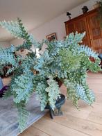 Kamerplant, Huis en Inrichting, Kamerplanten, Ophalen, 100 tot 150 cm, Overige soorten, Halfschaduw