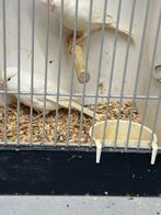 7 witte kanarie mannen, Mannelijk, Kleurkanarie