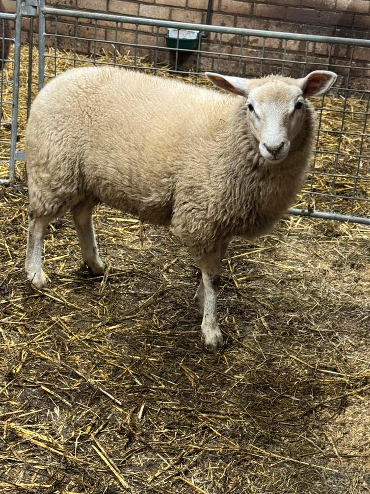 3 ooilammeren/ weidelammeren, Dieren en Toebehoren, Schapen, Geiten en Varkens, Schaap, Vrouwelijk