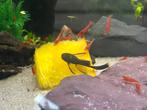 Ancistrus green dragon longfin, Dieren en Toebehoren, Vis