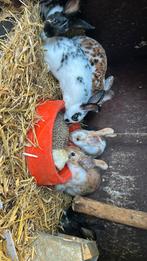 Konijnen, Dieren en Toebehoren, Konijnen, Meerdere dieren, Middelgroot