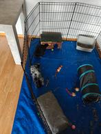 Dwerg konijnen 2, Dieren en Toebehoren, Konijnen, Meerdere dieren, Dwerg, 0 tot 2 jaar