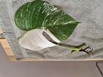 Monstera Deliciosa Albo Variegata stekken kamerplant, Ophalen of Verzenden, Overige soorten, Minder dan 100 cm