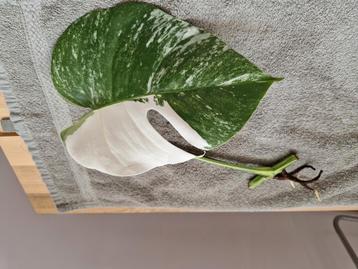 Monstera Deliciosa Albo Variegata stekken kamerplant beschikbaar voor biedingen