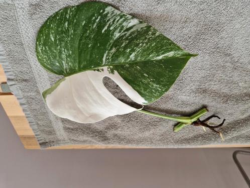 Monstera Deliciosa Albo Variegata stekken kamerplant, Huis en Inrichting, Kamerplanten, Overige soorten, Minder dan 100 cm, Ophalen of Verzenden