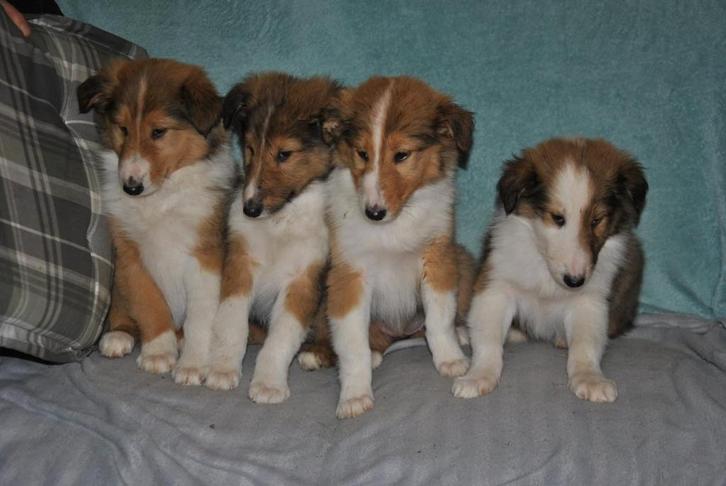 Schotse collie herdershond pup, lassie, Dieren en Toebehoren, Honden | Herdershonden en Veedrijvers, Reu, Collie, Fokker | Professioneel