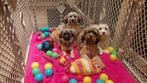 MALTIPOO      PUPS    (    NOG  3 TEEFJES !!!!!!!!!!!!!!!!!, Dieren en Toebehoren, Parvo, Maltezer, Nederland, 15 weken tot 1 jaar