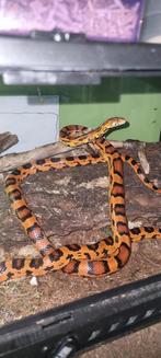 1.1.0 Abbotts Okeetee '18 rattenslang P. Guttatus, Dieren en Toebehoren, Reptielen en Amfibieën, Slang, 3 tot 6 jaar