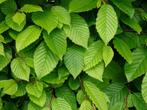 Carpinus Betulus, bladverliezende beuk, Haagbeuk Beukenhaag, Haag, Beukenhaag, Verzenden, 100 tot 250 cm