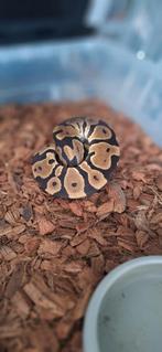 Ballpython 1.0, Dieren en Toebehoren, Reptielen en Amfibieën, Slang, Tam, 3 tot 6 jaar