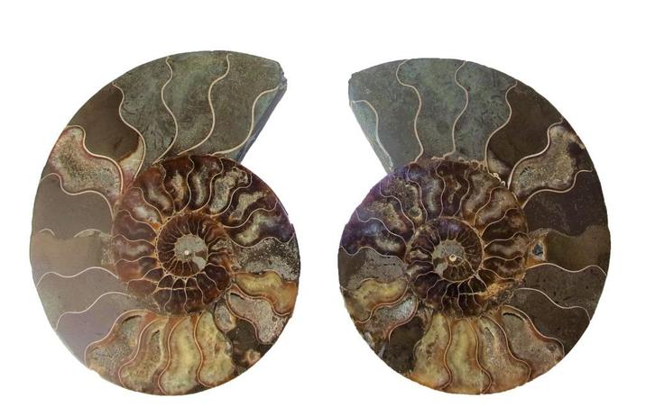 Ammonieten Paar Circa 150 miljoen jaar oud 1094 gram, Verzamelen, Mineralen en Fossielen, Fossiel, Ophalen of Verzenden