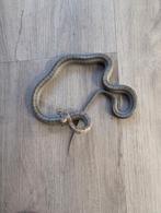 Pantherophis bairdi 0.1 het hypo cb2024, Dieren en Toebehoren, Reptielen en Amfibieën, Slang, 0 tot 2 jaar