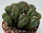 Euphorbia Horrida Submammillaris, Minder dan 100 cm, Ophalen of Verzenden, Vetplant