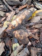 Verse aardperen, Tuin en Terras, Ophalen, Voorjaar, Halfschaduw, Wortelstok