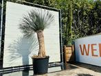 Palmboom - Yucca Filifera - stamhoogte 100 - 110 cm, Tuin en Terras, Planten | Bomen, Ophalen of Verzenden, 100 tot 250 cm, Zomer