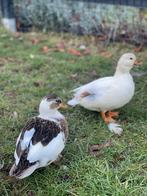 Trio hollandse kwakers, Dieren en Toebehoren, Pluimvee, Meerdere dieren, Kip