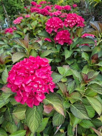 Hydrangea macr. 'Red Angel' beschikbaar voor biedingen