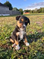 boerenfox x bordercollie pups, Dieren en Toebehoren, Honden | Niet-rashonden, 8 tot 15 weken, CDV (hondenziekte), Meerdere, Meerdere dieren