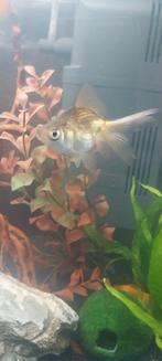 Wij zoeken een nieuw baasje. 2 sluierstaarten, Dieren en Toebehoren, Vissen | Aquariumvissen, Vis