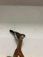 Bichenow astrildes, Dieren en Toebehoren, Vogels | Overige Vogels, Meerdere dieren, Tropenvogel