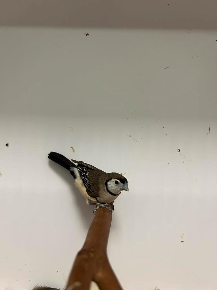 Bichenow astrildes, Dieren en Toebehoren, Vogels | Overige Vogels, Tropenvogel, Meerdere dieren