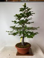 Fagus sylvatica bonsai beuk, Ophalen