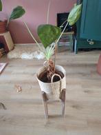 Planten standaard mica decorations 24 cm doorsnede, Ophalen of Verzenden, Minder dan 100 cm