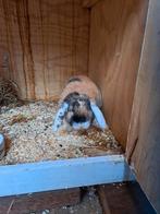 Aangeboden: een setje, van bijna 2 jaar hangoor konijntjes, Dieren en Toebehoren, Konijnen, Meerdere dieren, Hangoor