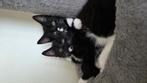 2 lieve zusjes, Poes, Kortharig, 0 tot 2 jaar