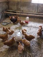 Wyandotte Kriel kippen, Dieren en Toebehoren, Pluimvee, Kip, Vrouwelijk