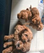 Prachtige toy poedel pups rood abricot, Poedel, Parvo, 8 tot 15 weken, Meerdere