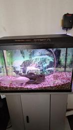 Mooie grote sluierstaart, Dieren en Toebehoren, Vissen | Aquariumvissen, Vis, Zoetwatervis