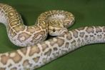 python molurus bivittatus, Dieren en Toebehoren, Reptielen en Amfibieën, Slang, 0 tot 2 jaar