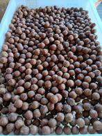 strawberry lijnzaad amino premium boilies, Ophalen of Verzenden, Nieuw, Overige typen