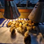 Usa zijdehoenders hen kuikens., Dieren en Toebehoren, Pluimvee, Meerdere dieren, Kip